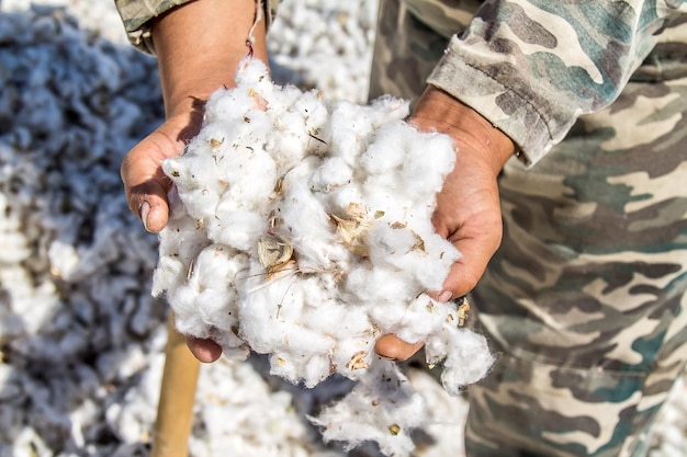 Photo raw cotton in the hands