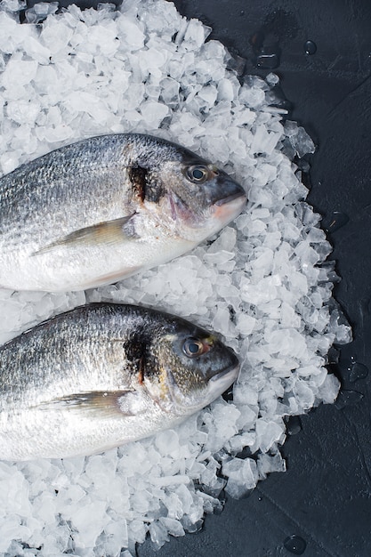 生のドラドは氷の上で釣ります。