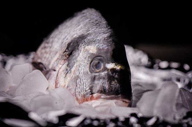 Photo raw dorado fish muzzle lying on ice