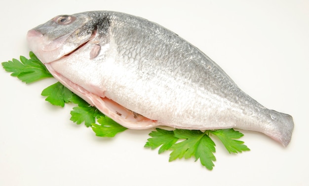 Raw fish on parsley leaves