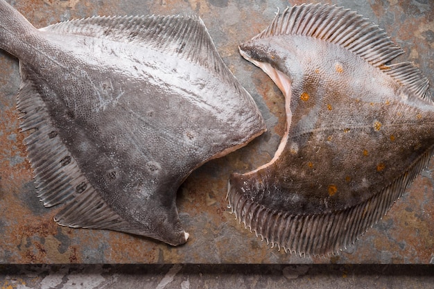 Raw flounders on the stone background top view