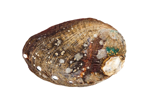 Photo raw fresh abalone on the white background