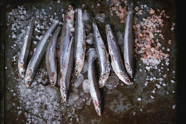 Raw fresh anchovies fishes