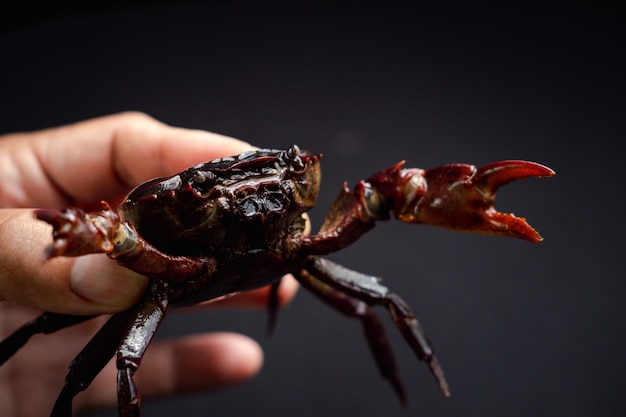 写真 生の新鮮なカニ