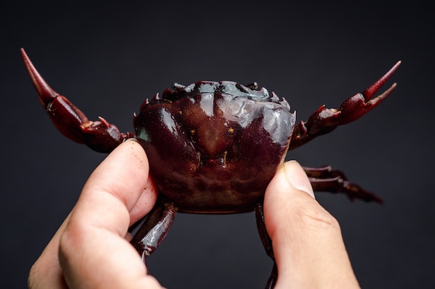 Raw fresh field crab