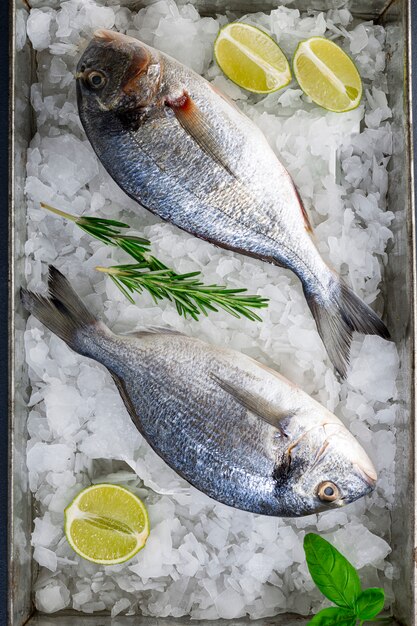 Raw fresh organic dorado or sea bream on ice cubes.