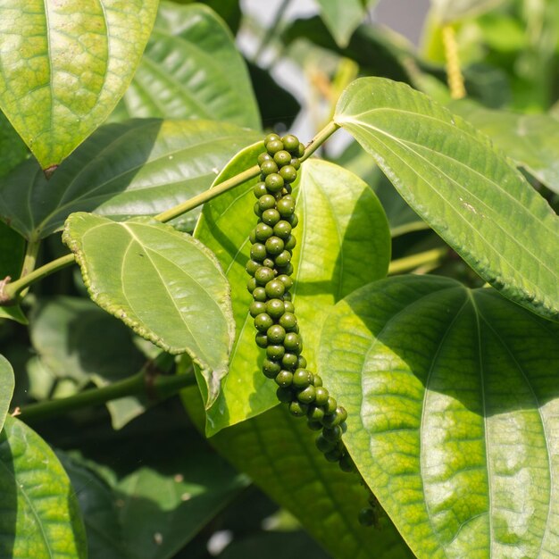 Photo raw fresh peppercorn seeds on a tree close up photograph use as a hot spice and a seasoning in cooking when seeds dried out also known as black pepper