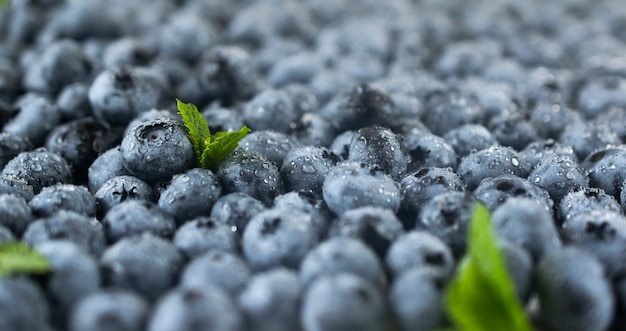 Raw fresh ripe juicy blueberries closeup photo