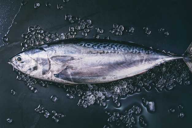 生の新鮮なマグロの魚