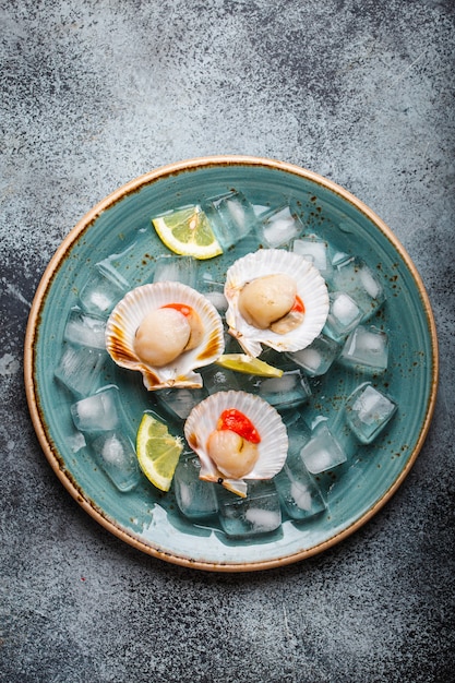 Raw fresh uncooked scallops in shells on ice, on plate on grey rustic concrete background, top view, close-up. Seafood concept pattern