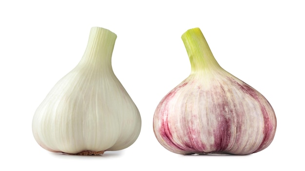 Raw garlic White and purple garlic set Raw young garlic heads isolated on white