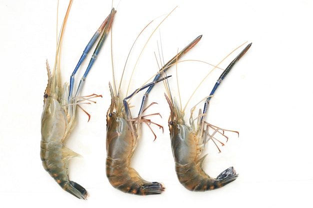 Raw giant freshwater prawn