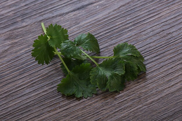 Raw green aroma cilantro leaves