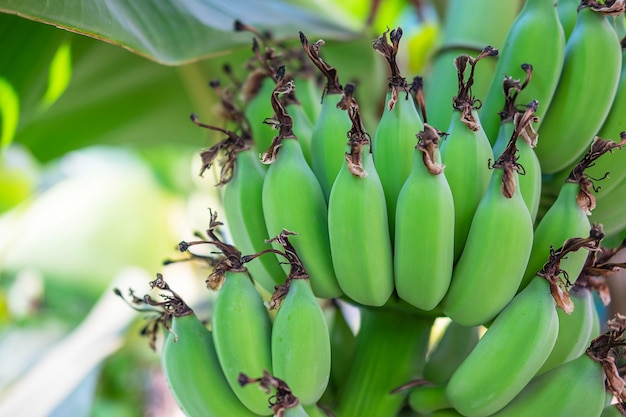 Raw green bananas from banana trees