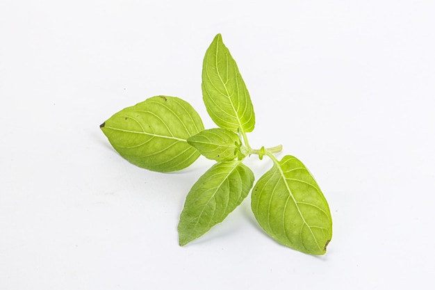 Raw green basil leaves seasoning aroma