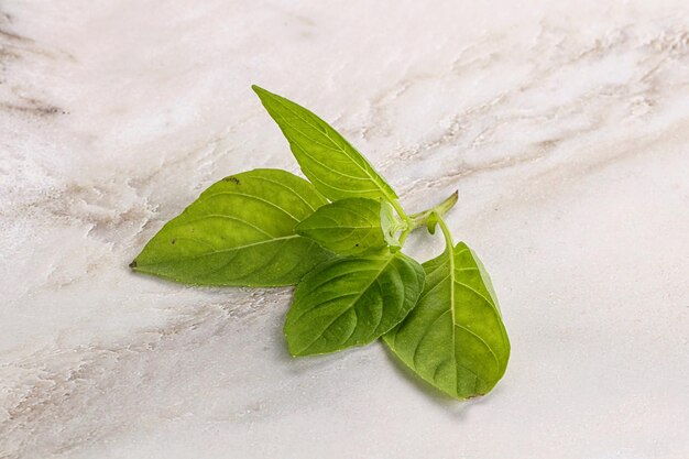 Raw green basil leaves seasoning