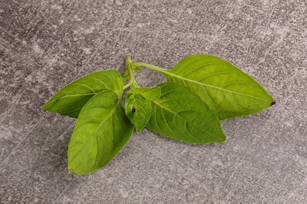 Raw green basil leaves seasoning