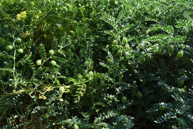 Raw green fresh chickpeas plant heap of legume chickpea background