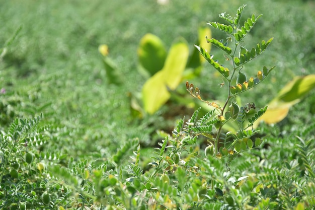 Raw green fresh chickpeas plant heap of legume chickpea background