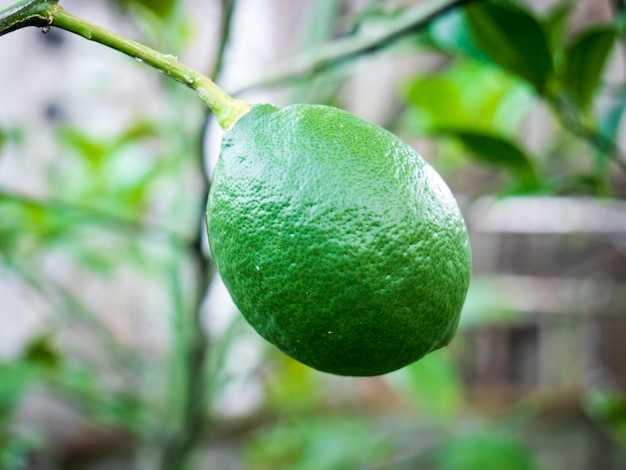 raw green lemon on branch