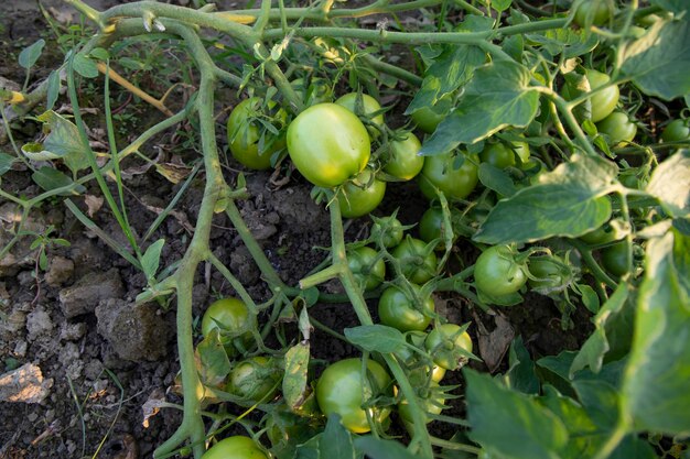 写真 野菜園の木の生緑のトマト