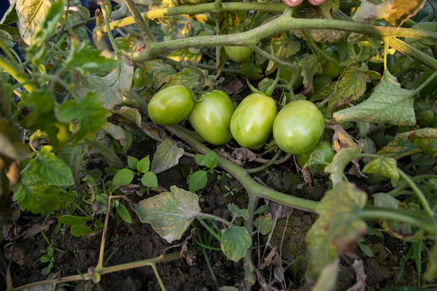 写真 野菜園の木の生緑のトマト