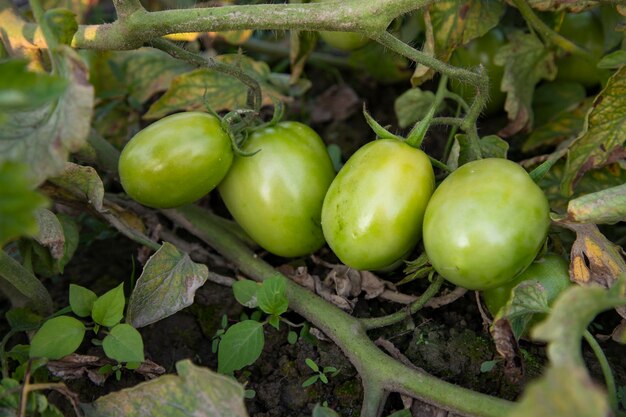 Foto tomato verde crudo nell'albero del giardino ortofrutticolo