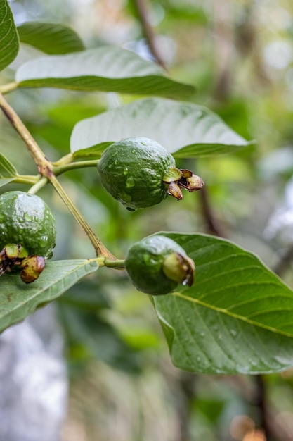 Raw guava fruits with water drops on a young branch