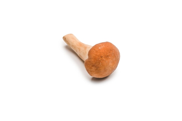 Raw honey mushroom isolated on a white background