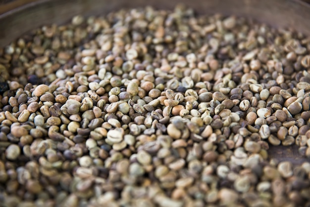 Сырые кофейные зерна Kopi Luwak на кофейной ферме