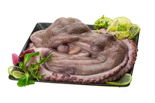 Raw large octopus