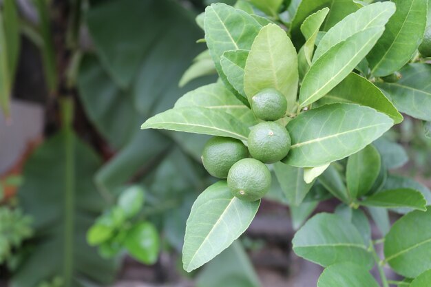 Raw lime or thai lemon on tree.