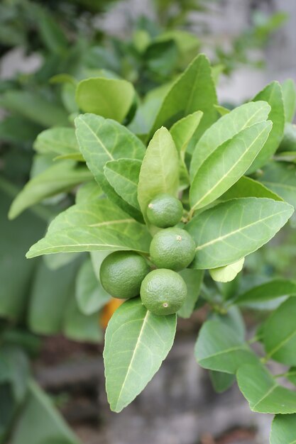 Raw lime or thai lemon on tree.