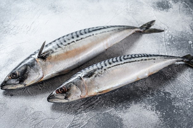 Raw mackerel fish. Fresh seafood. Gray background. Top view