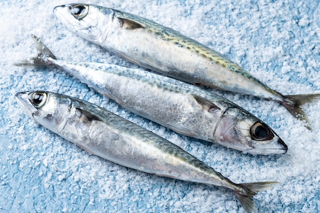 Raw mackerel fish salt around on blue background