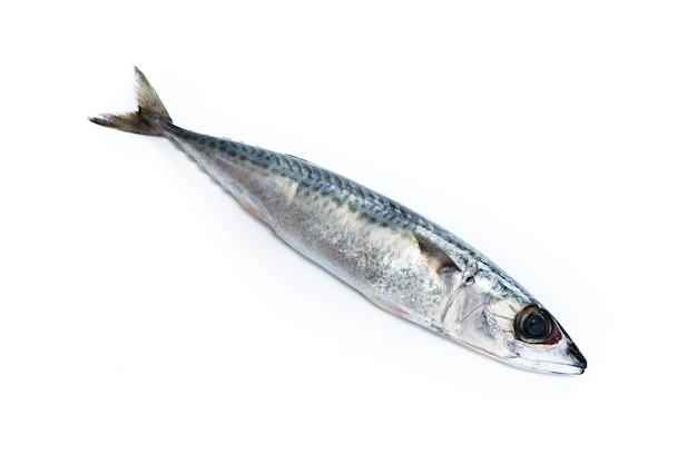 Raw mackerel isolated on white background