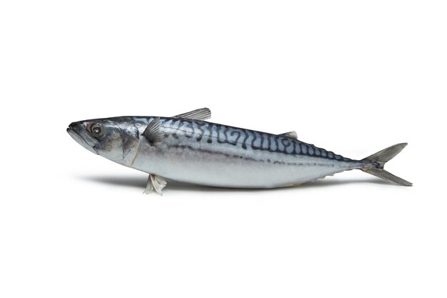 Raw mackerel on white background