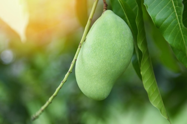 raw mango hanging on tree with leaf background in summer fruit garden orchard green mango tree