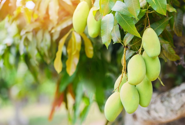 Mango crudo che appende sull'albero con il fondo della foglia nel frutteto del giardino di frutta di estate. albero di mango verde