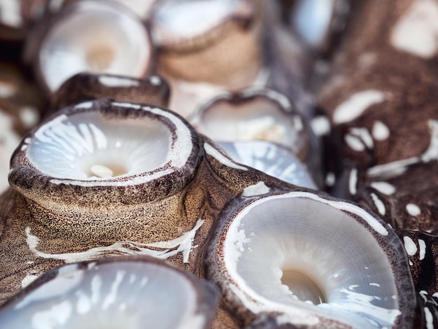 Ventose di polpo crudo, lucide e gelatinose. sguardo molto ravvicinato