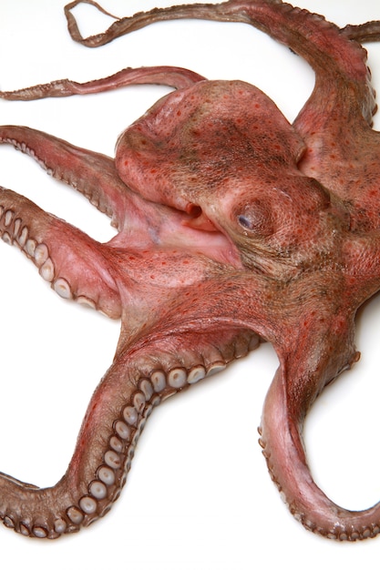 raw octopus