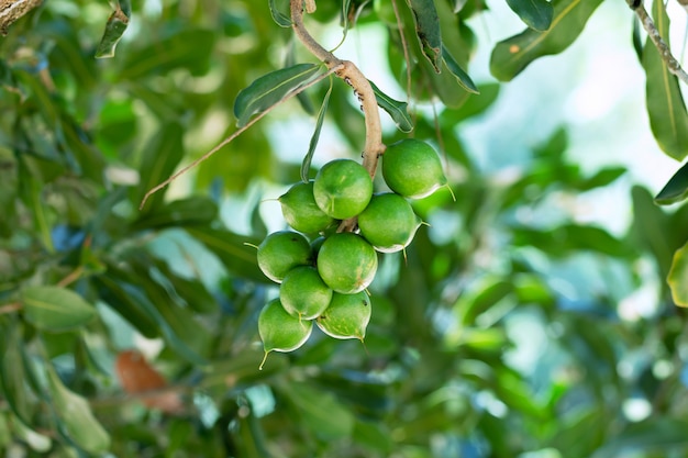 写真 植物に掛かっているマカダミアインテグリフォリアまたはマカダミアナッツの生