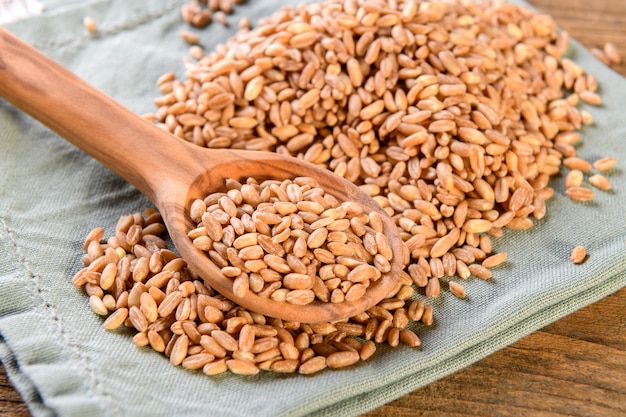 Raw organic spelt grain called farro in the wooden spoon close up