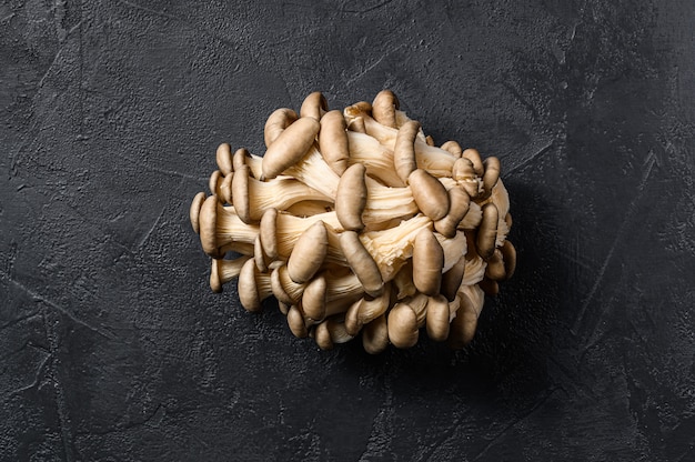 Raw oyster mushrooms. Organic food. Black background. Top view