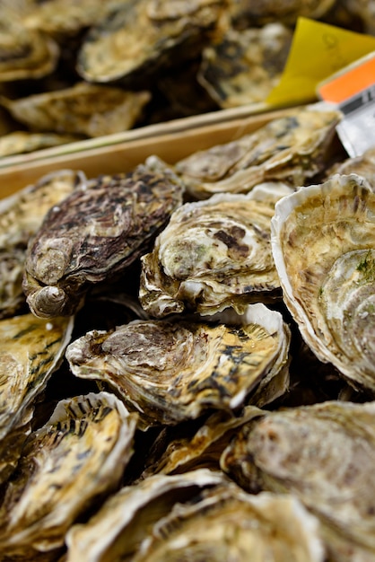 Raw oysters in the shell.