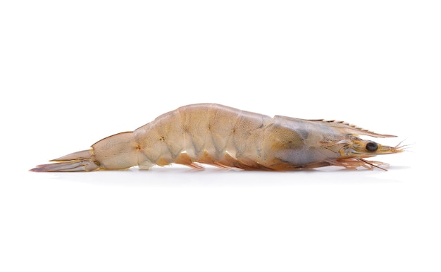 Raw prawns isolated