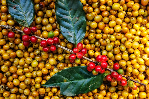 Foto fagioli di caffè rossi e gialli astratto sfondo vista superiore