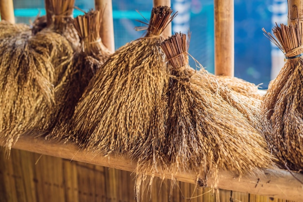 Raw rice grain. Organic food background. Ear of rice or ear of paddy. Golden spike rice. Field with bundle of rice on the field. Dried straw under the sunlight of harvest season. Harvesting time.