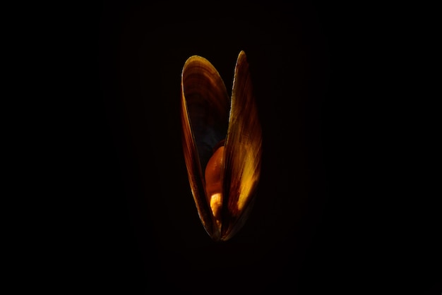 Raw shelled mussel over black background