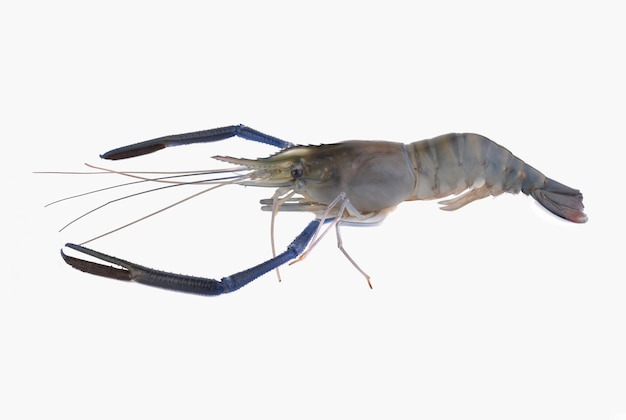 Raw shrimp isolated on white background